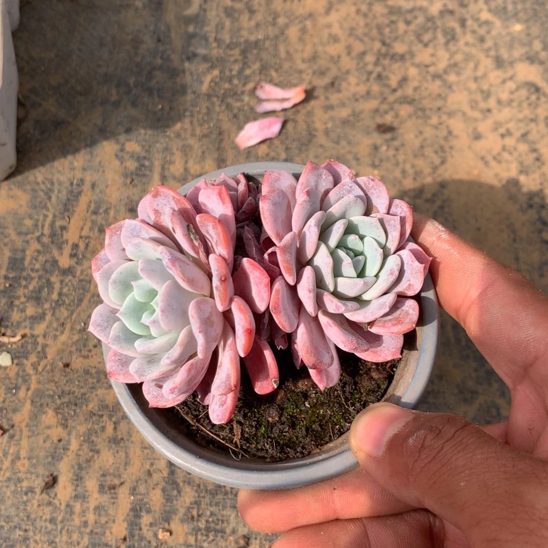 那时候我们也没在同一