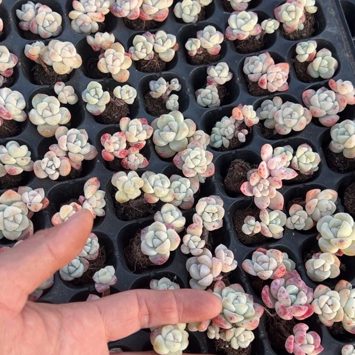 冰玉双头3颗3cm 量拍多肉满20包邮