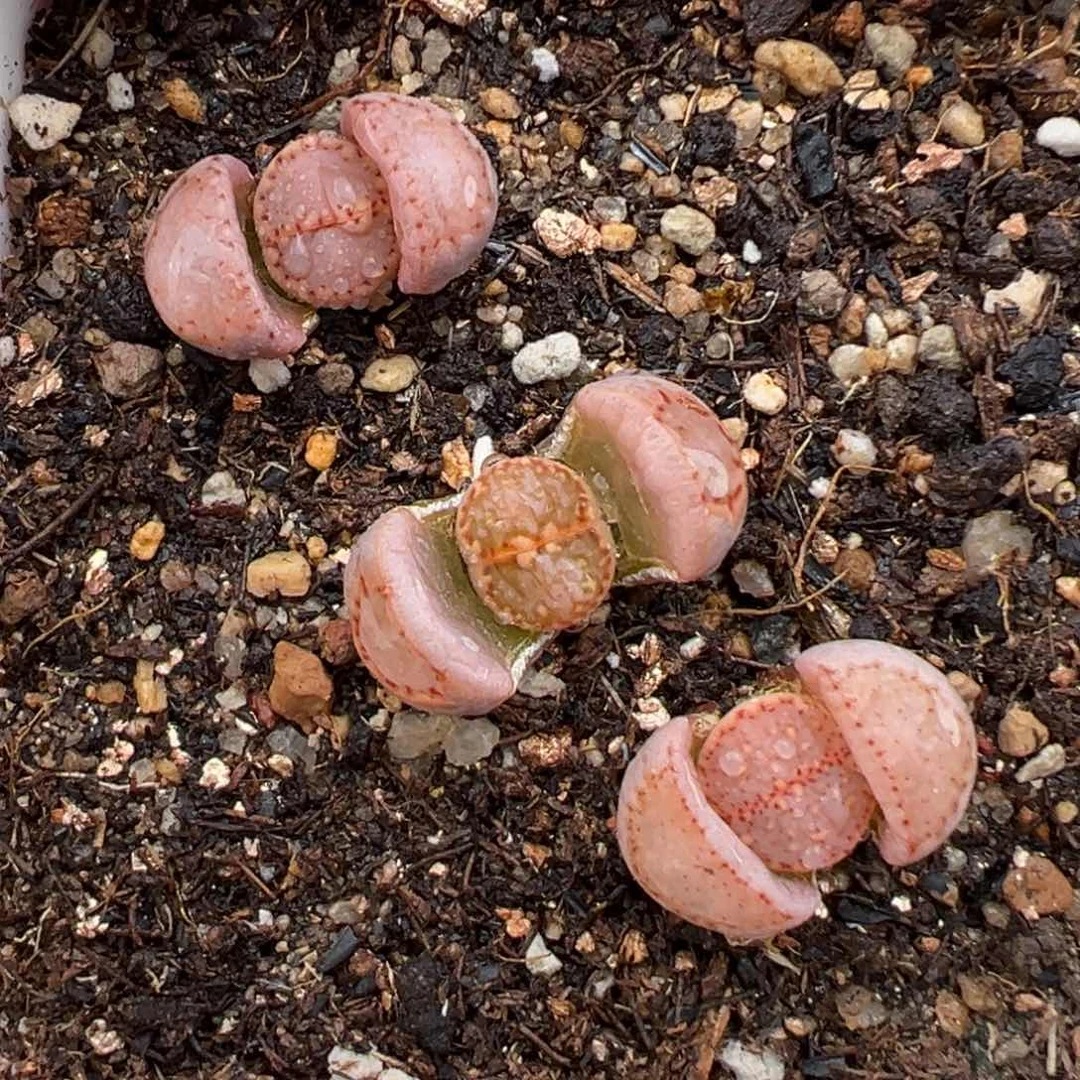 2.7好看的多肉784