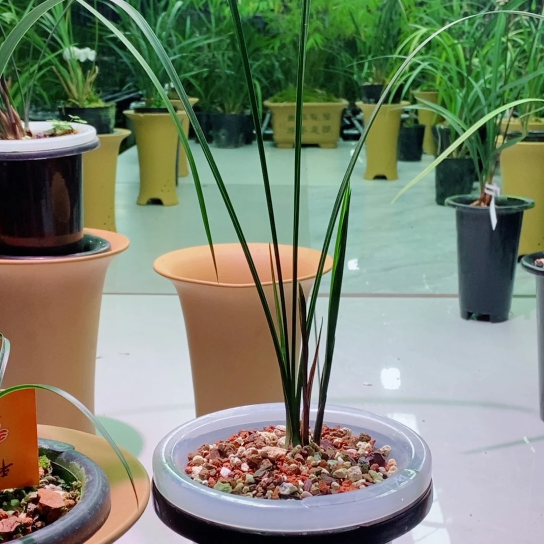 莳***趣当前无花栽培后可以开花寒兰鸿雁