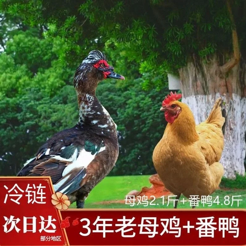 【3只老母鸡+1只番鸭】散养2.1斤的老母鸡3只 +1只番鸭4斤新鲜宰杀