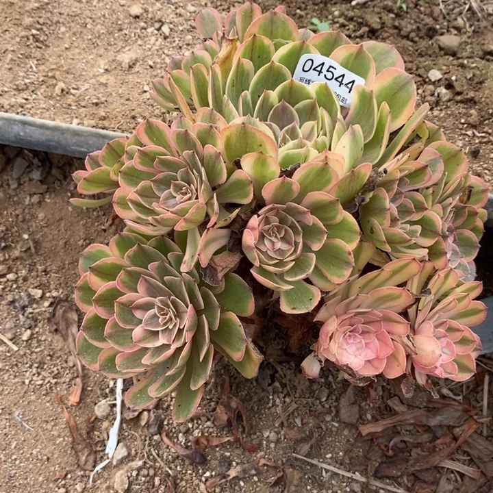 04544万七彩多肉植物