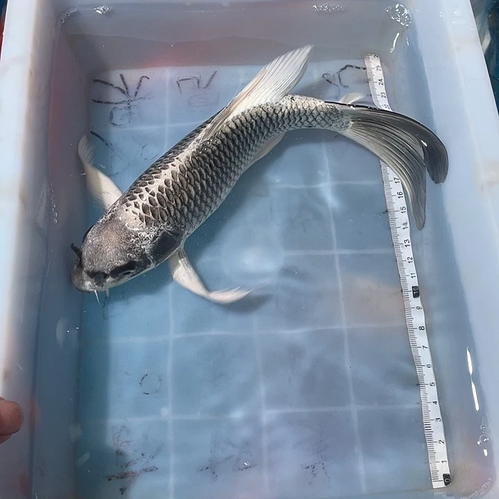 蝴蝶鲤鱼渔场直发101