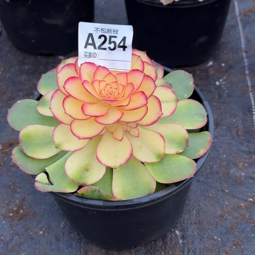 精品多肉植物284