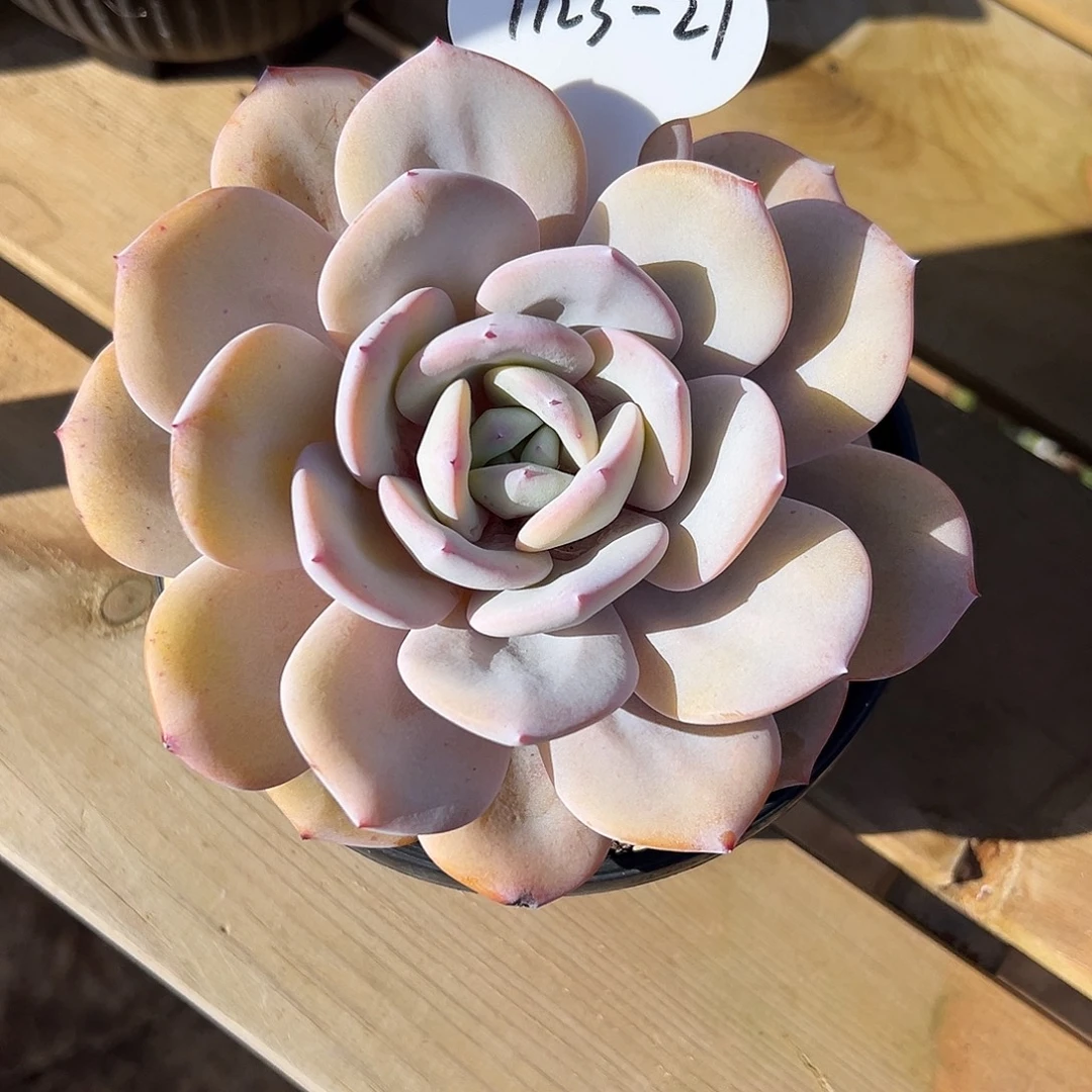 南***31123-27奶茶。。。。。。