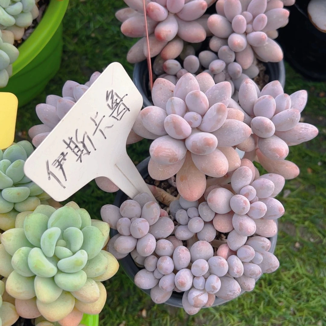 福利来啦打榜打榜加油