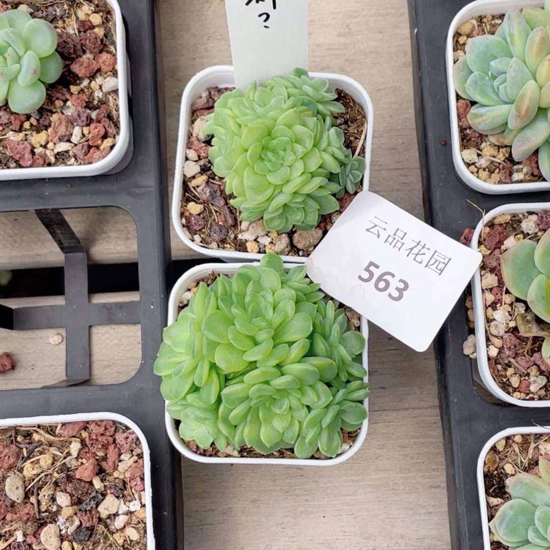 兔****563号糖心冰心珍妮2