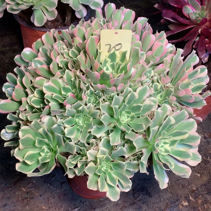 20白凤多肉一物一拍