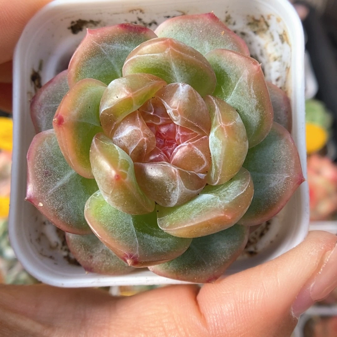 宝石心珍妮可拍239号