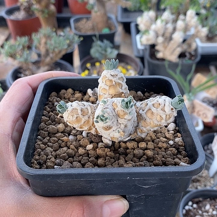 120刨花一一一一一一一