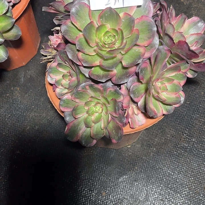 魅锦多肉植物保护2319