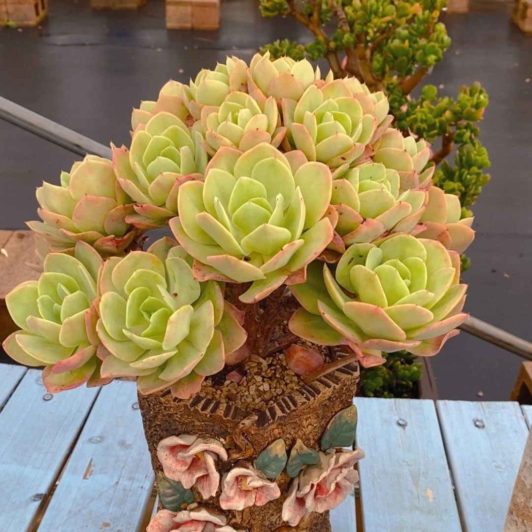 多肉植物 精品一物一拍