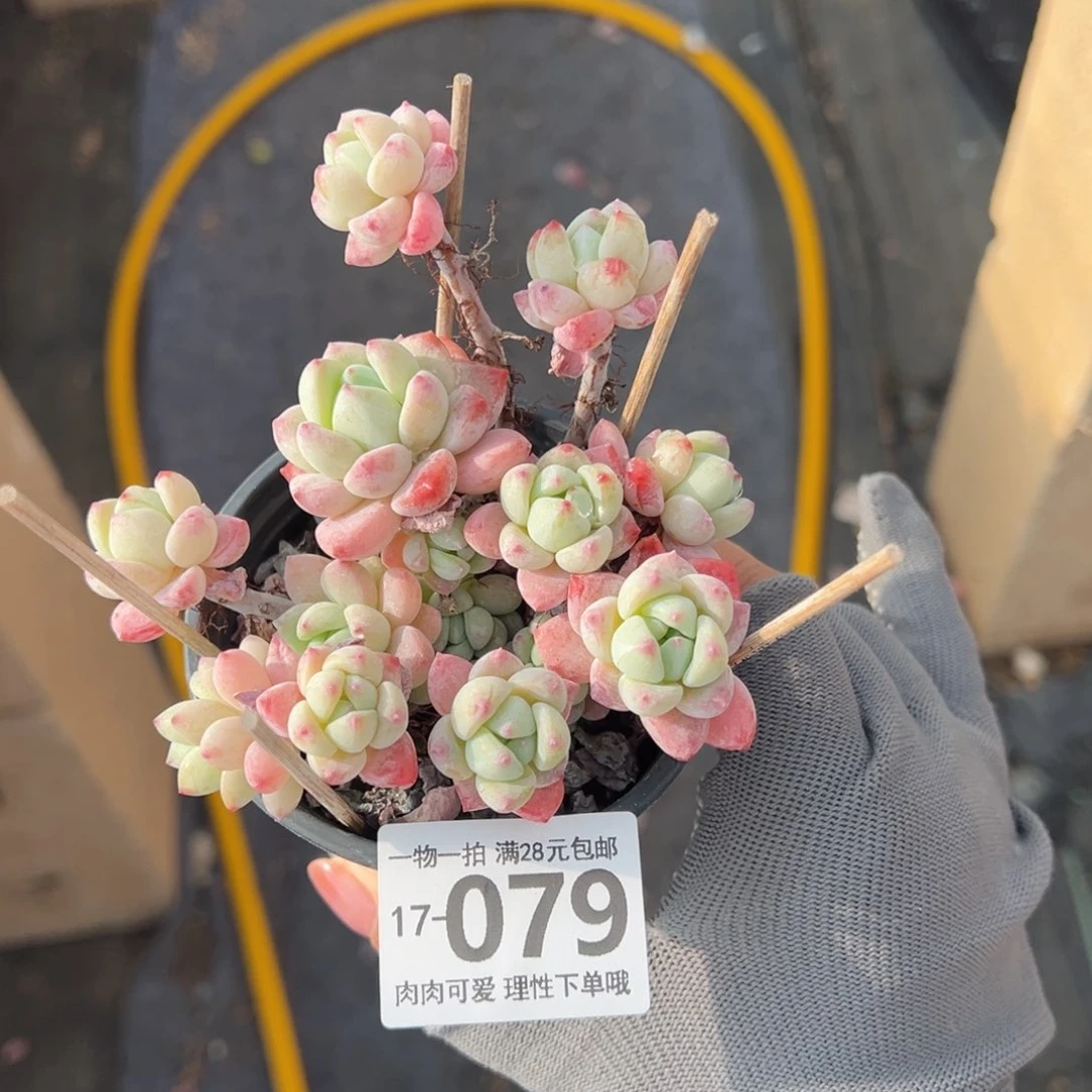 粉香水多肉多肉多肉