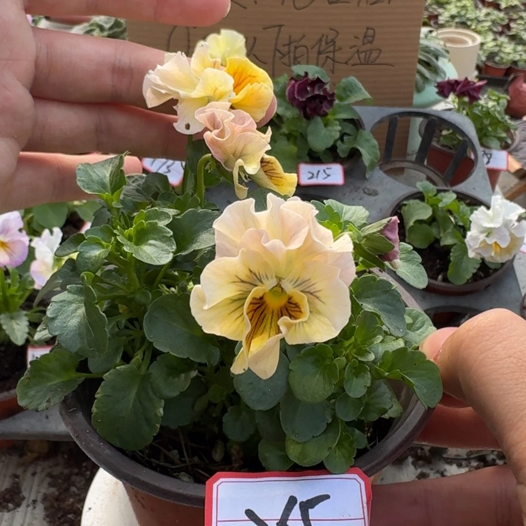 大部分花苞少量开放265