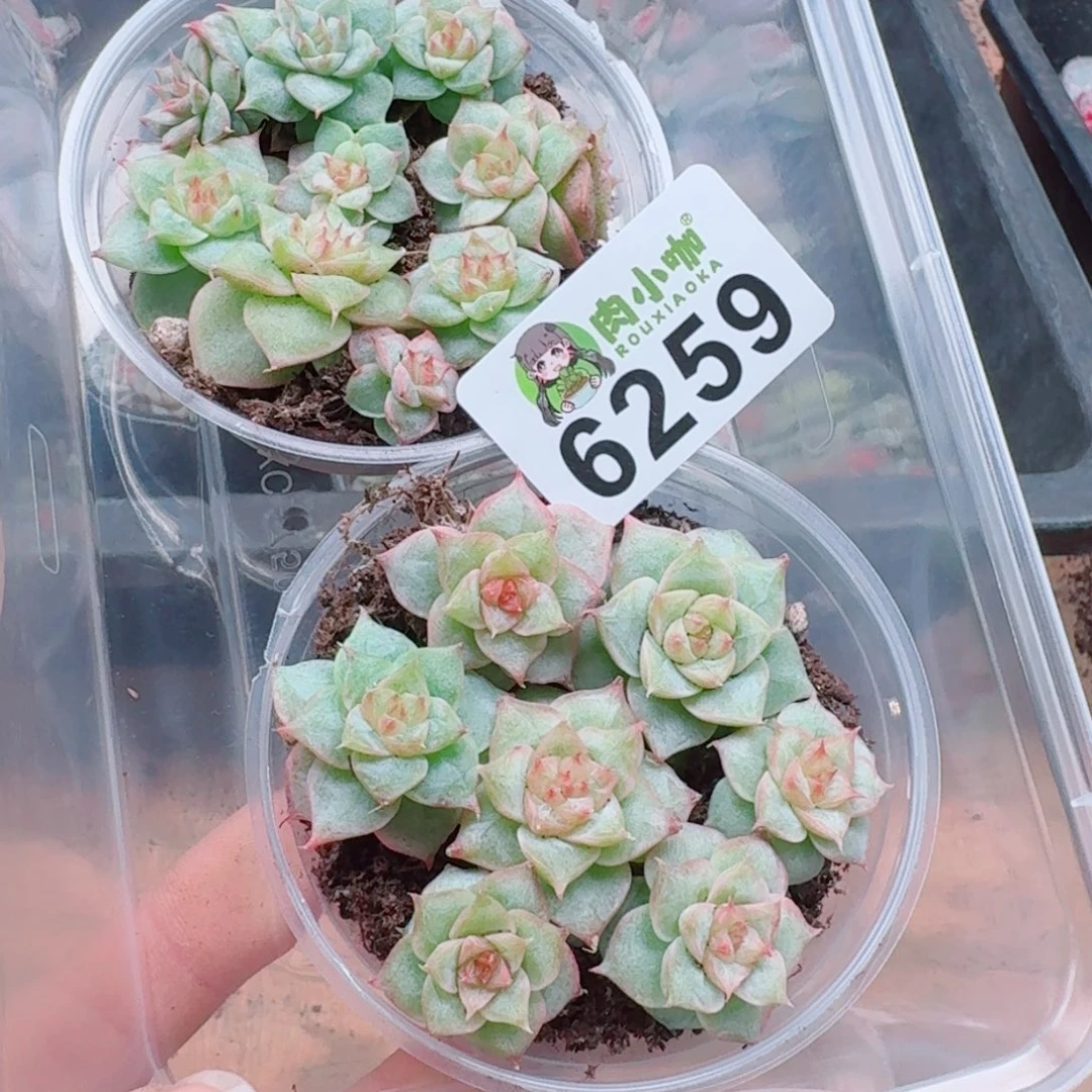 泡***x多肉植物多肉植物