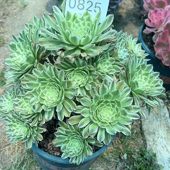 0825碧浪多肉植物