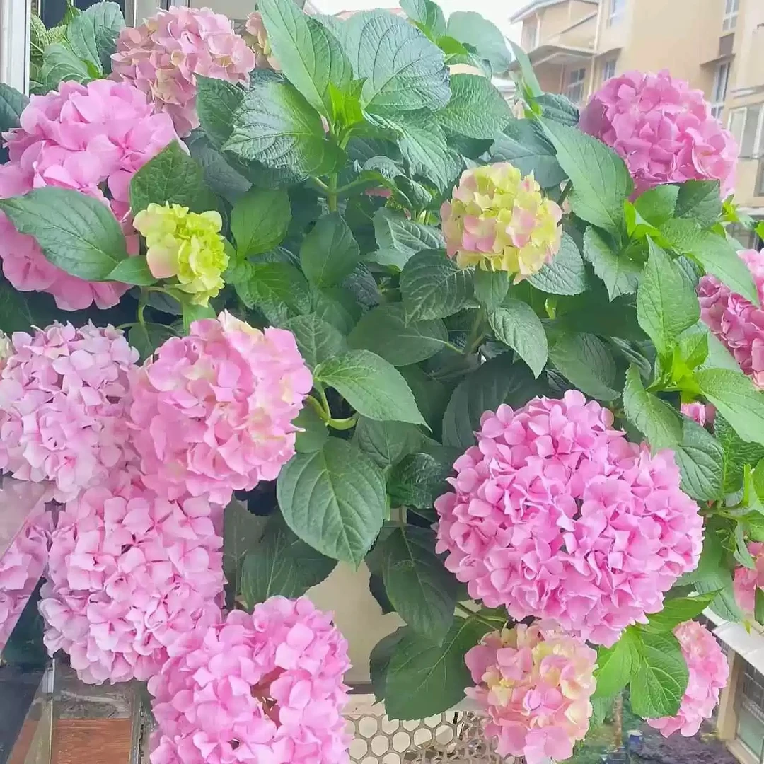 粉色大海蓝绣球花盆栽带花老桩四季室内开花庭院阳台鲜花卉绿植物