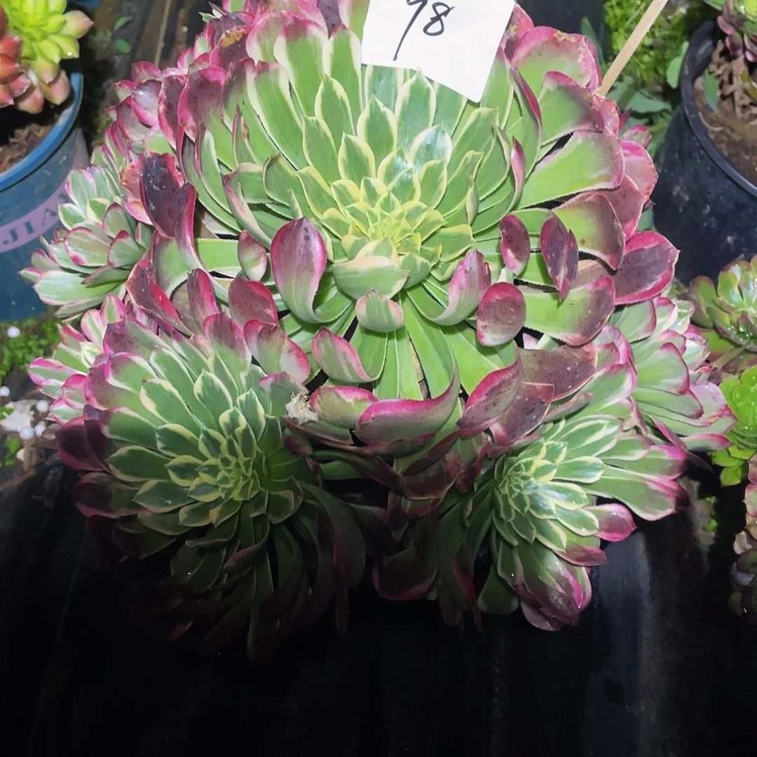 多肉法师98号白玫瑰发货不包损