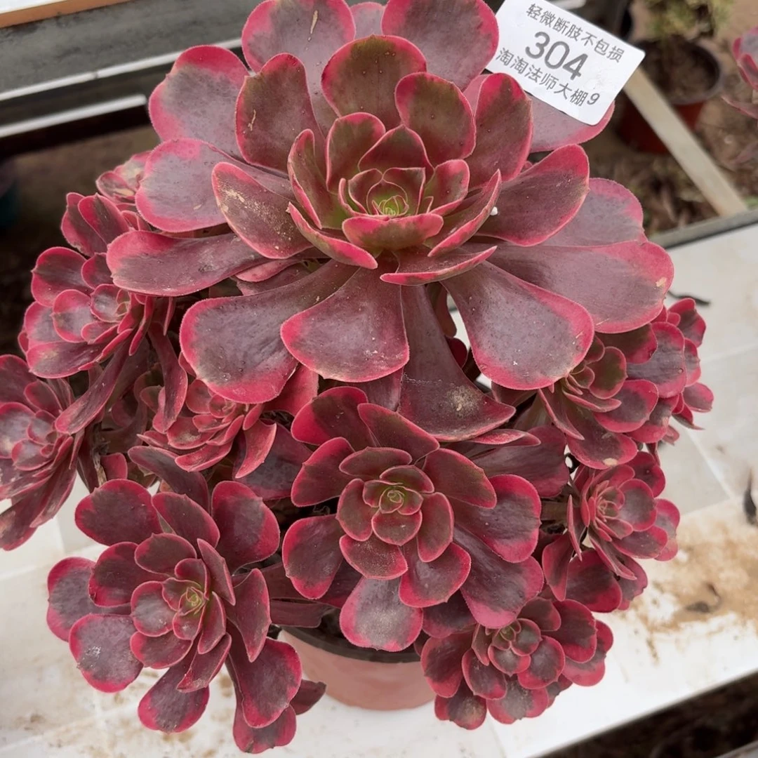 304爱神多肉植物法师