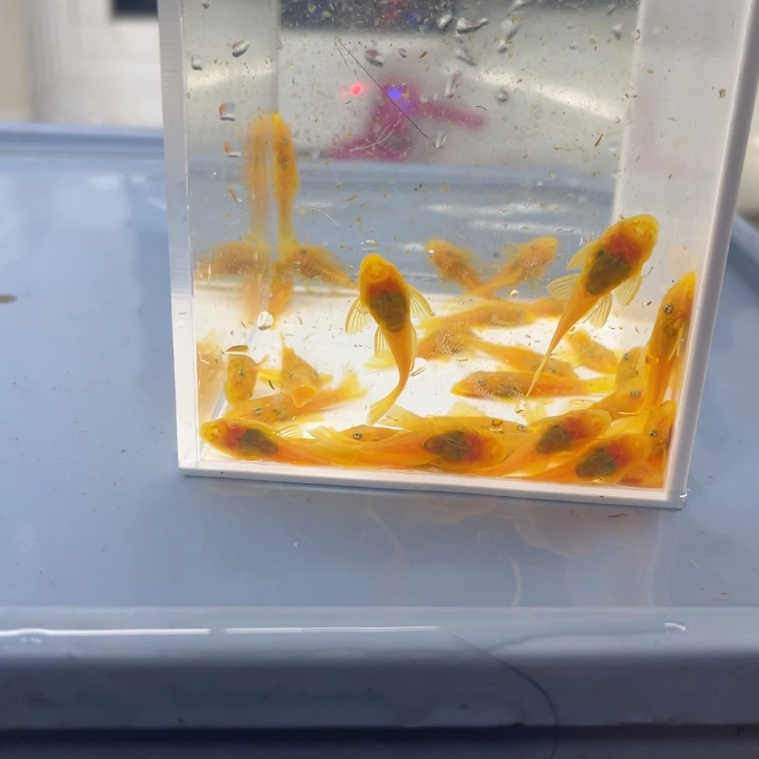 孔雀鱼小胡子30条开箱视频报损