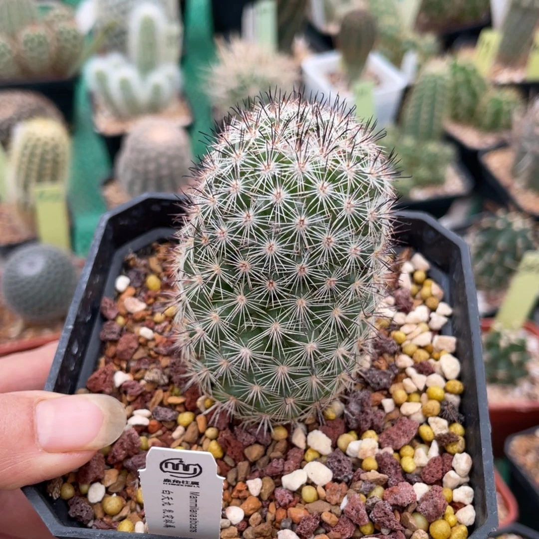 鹿角柱实生仙人球白天丸