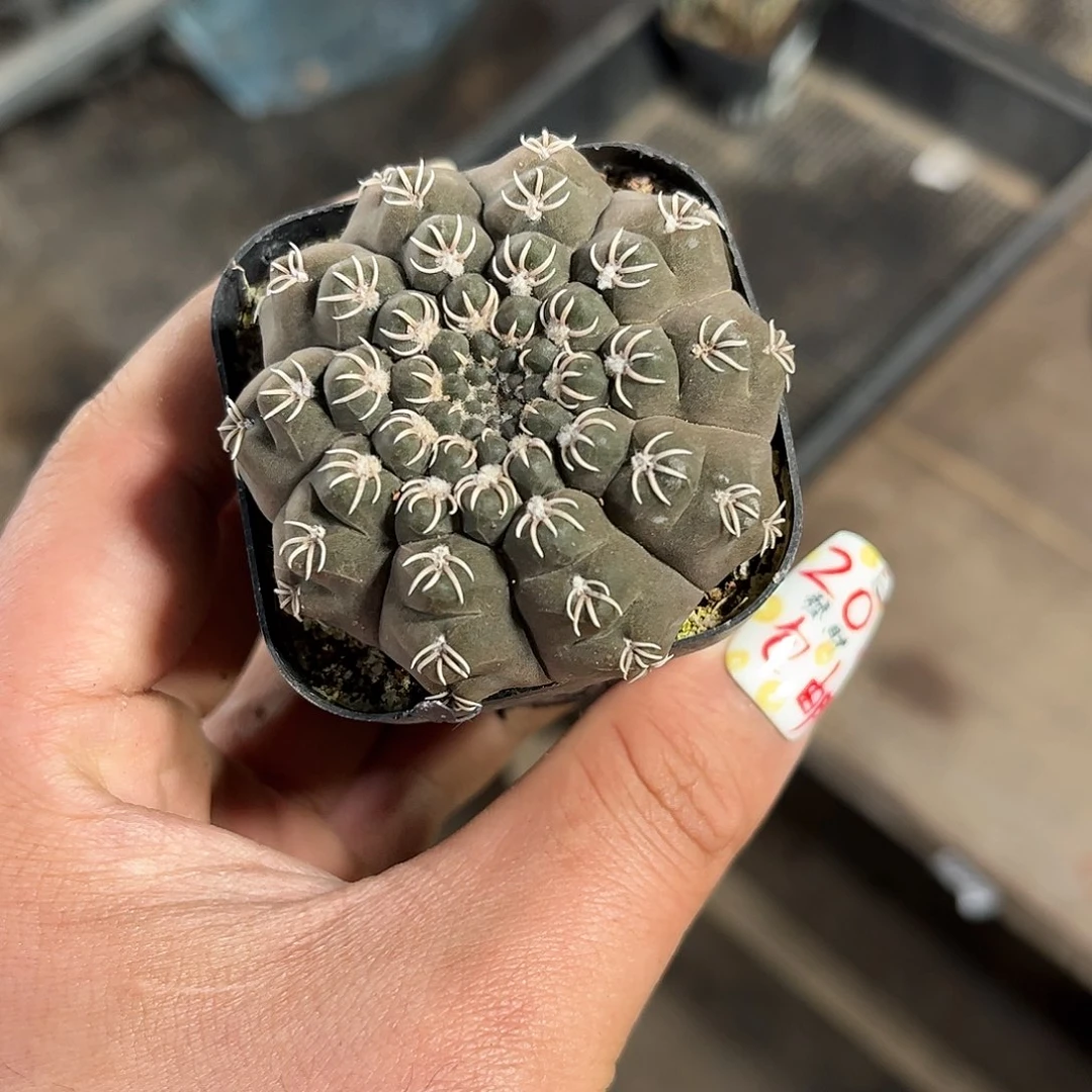 转*25007一物一拍单头发货