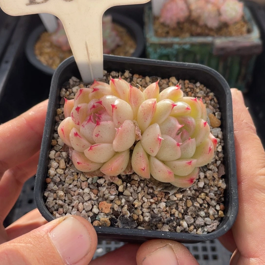 014麦秆不带盆6厘米