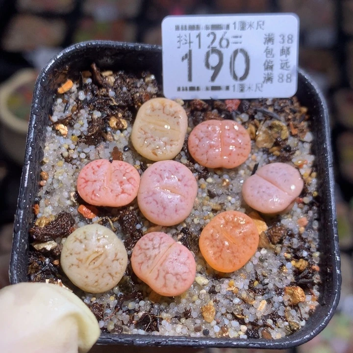 小*乖精品生石花126.190