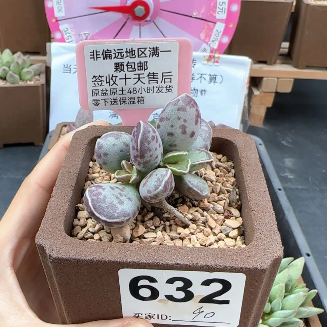 k***g632艾薇蛋多肉植物