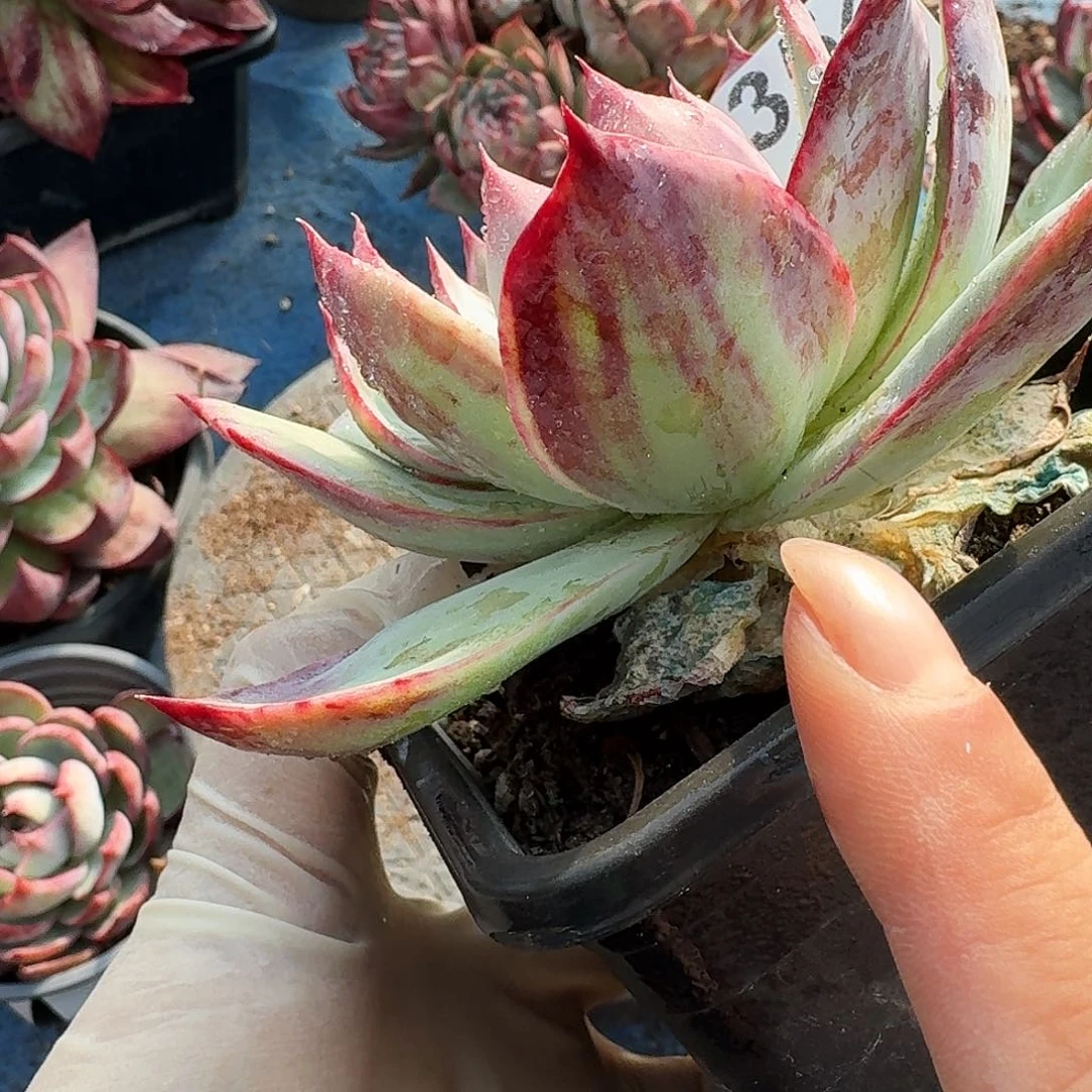 惊鸿惊鸿惊鸿 354...........