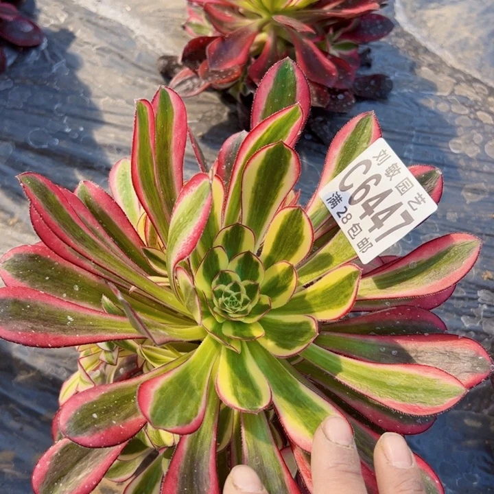 开**子6447多肉植物法师法师