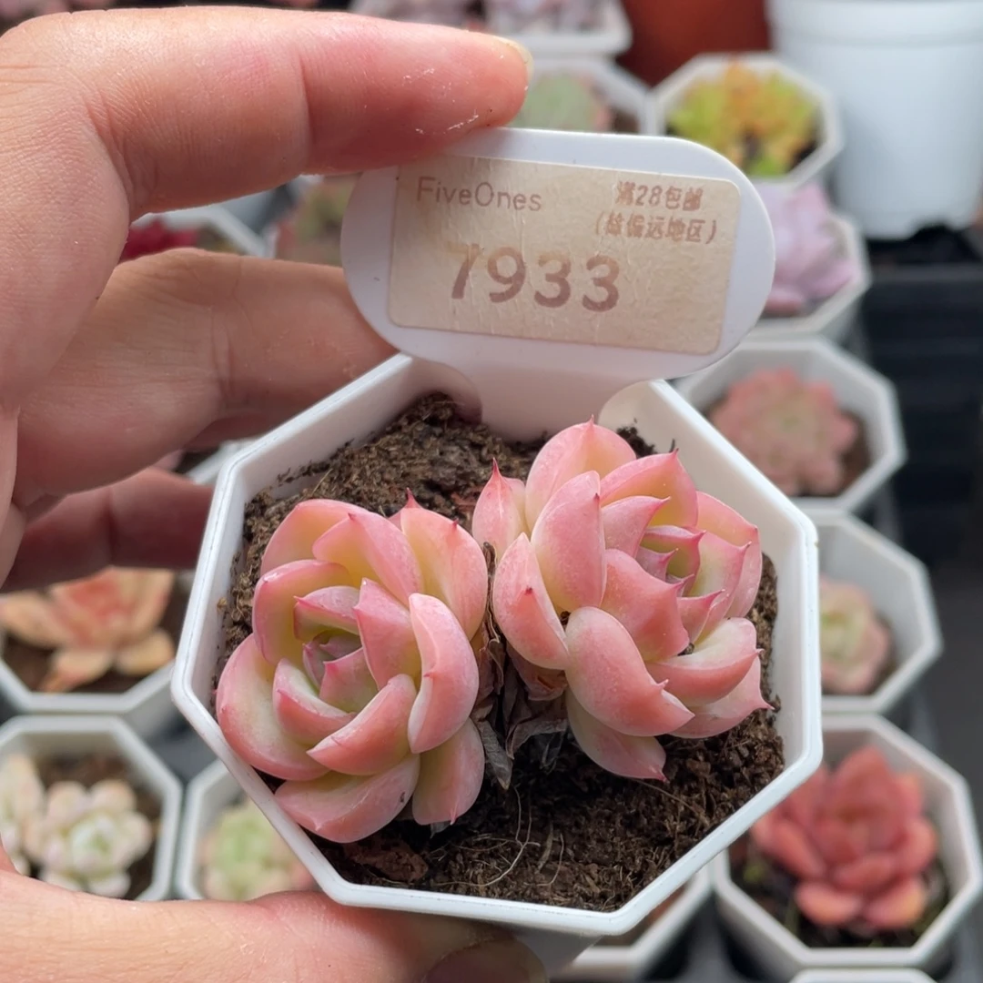 水晶玫瑰7933-5.5厘米