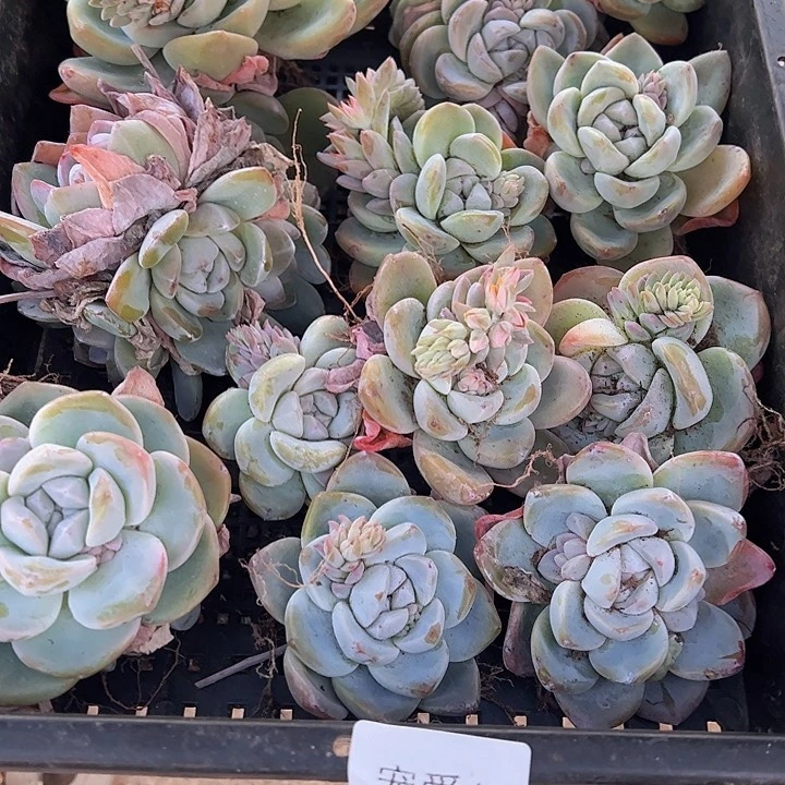 直播福利一物一拍65