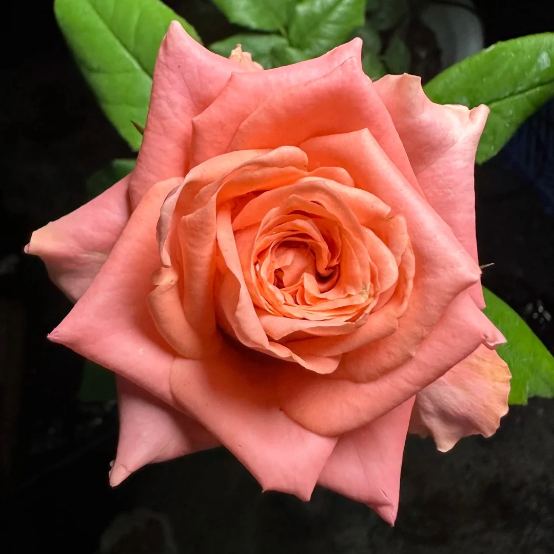 【3颗包邮】重现月季 切花品种灌木大花粉色切花玫瑰 直立别名DFR16