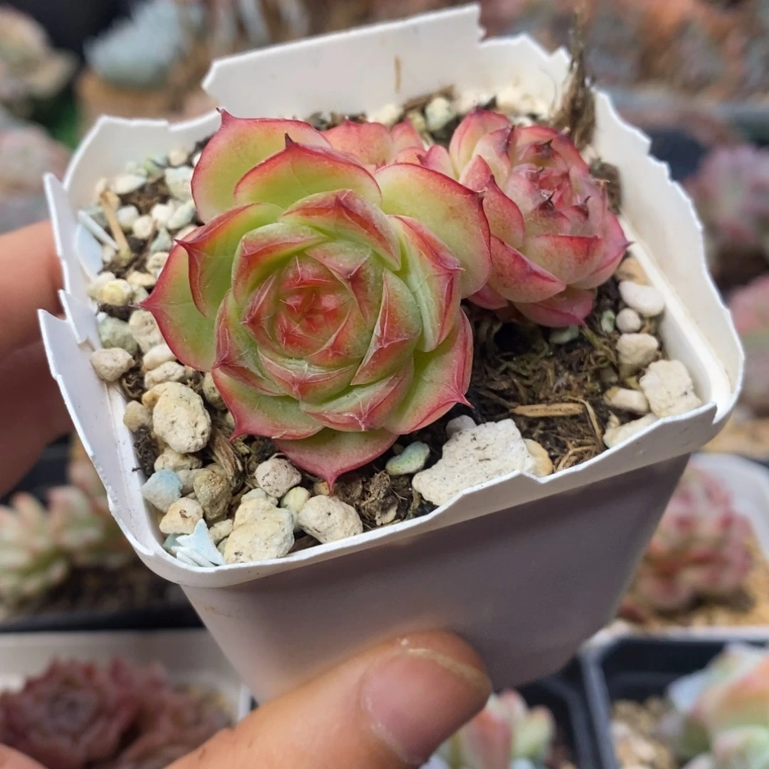 花朵脸糖心女王玫瑰自然群微瑕