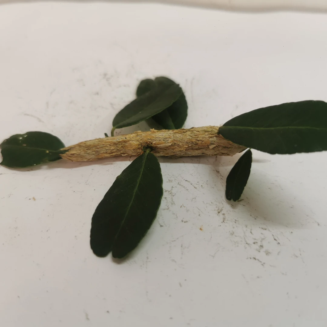 海南狗结刺九吉刺现摘现卖