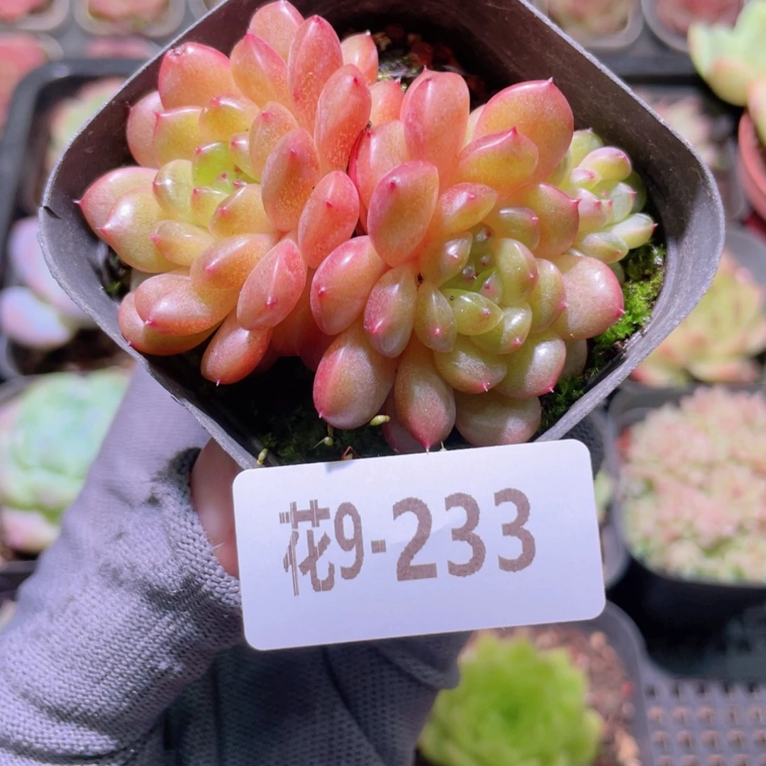 花利美 9-233灵翠