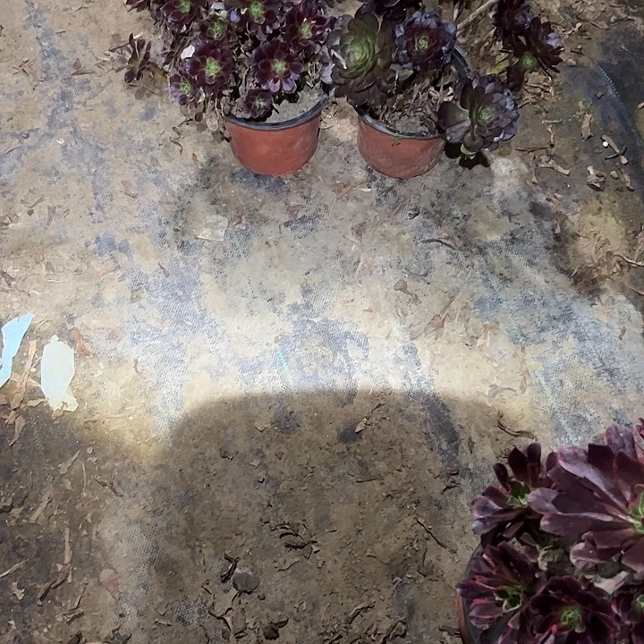 不包侧枝一物一拍89