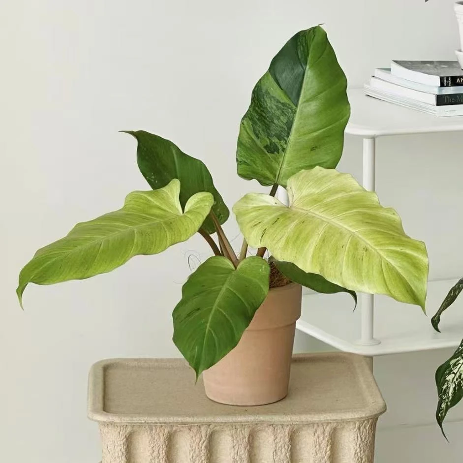 雪堆蔓绿绒ins风北欧风格室内阳台观叶植物绿植