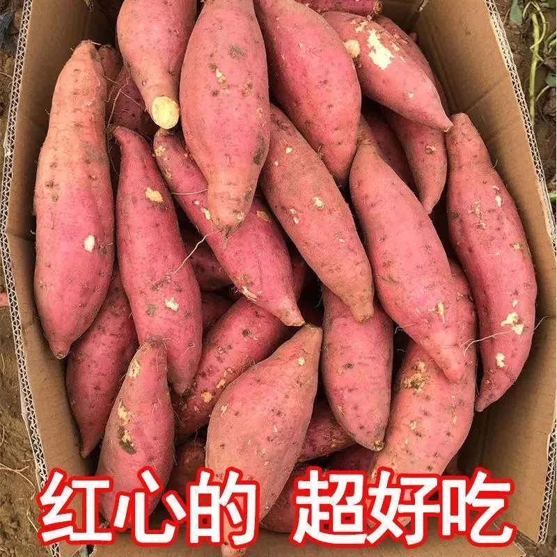 正宗云南新鲜西瓜红蜜薯软糯香甜红心蜜薯西瓜红红薯新红皮