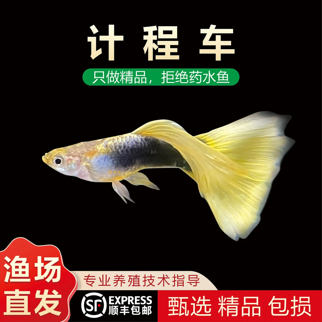 德国计程车孔雀鱼黄礼服小鱼耐活新手淡水鱼热带宠物孔雀鱼观赏鱼