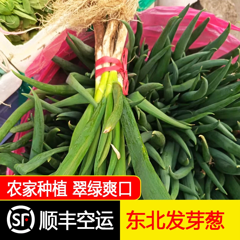 东北农家发芽葱新鲜健康绿色种植食用蘸酱1.8/3斤【顺丰/京东空运】