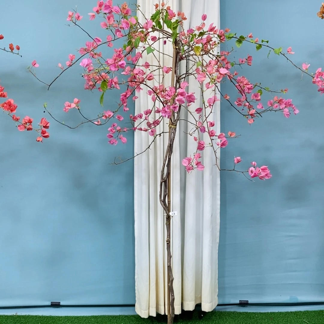 【闪购商品】三角梅5779