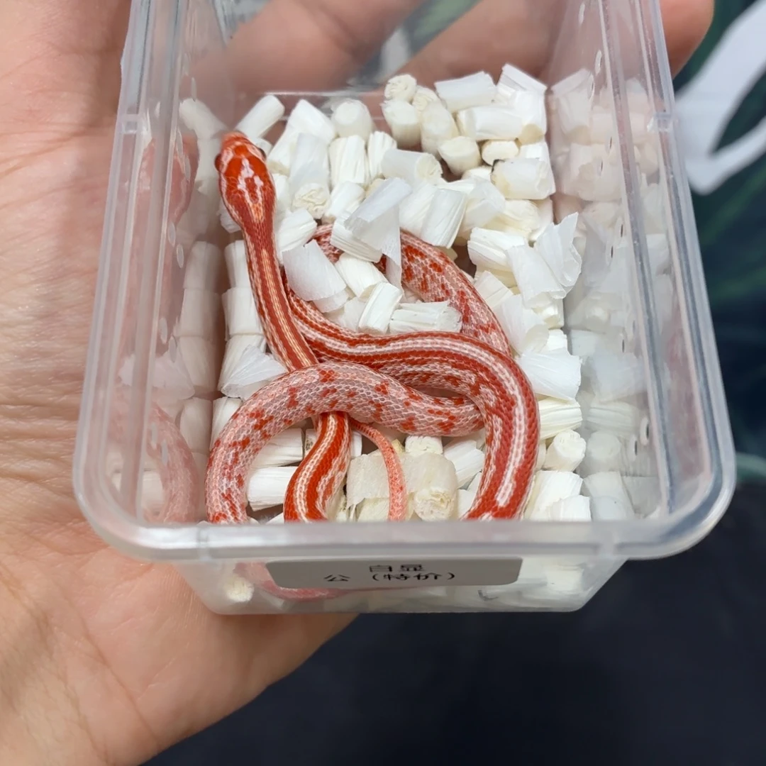 豹纹守宫豹纹守宫可爱入门