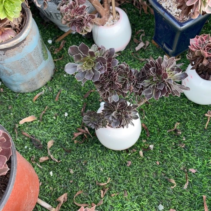 曾***往小灰缀不带盆法师