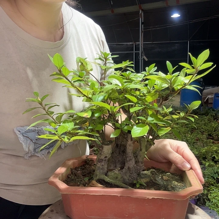 当前无花栽培后可以开花