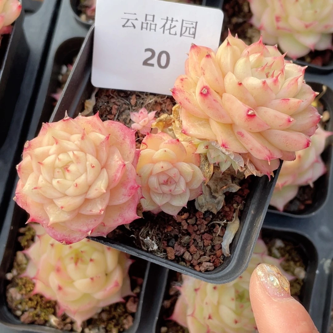 ?*墨20号糖心冰心珍妮 不包整