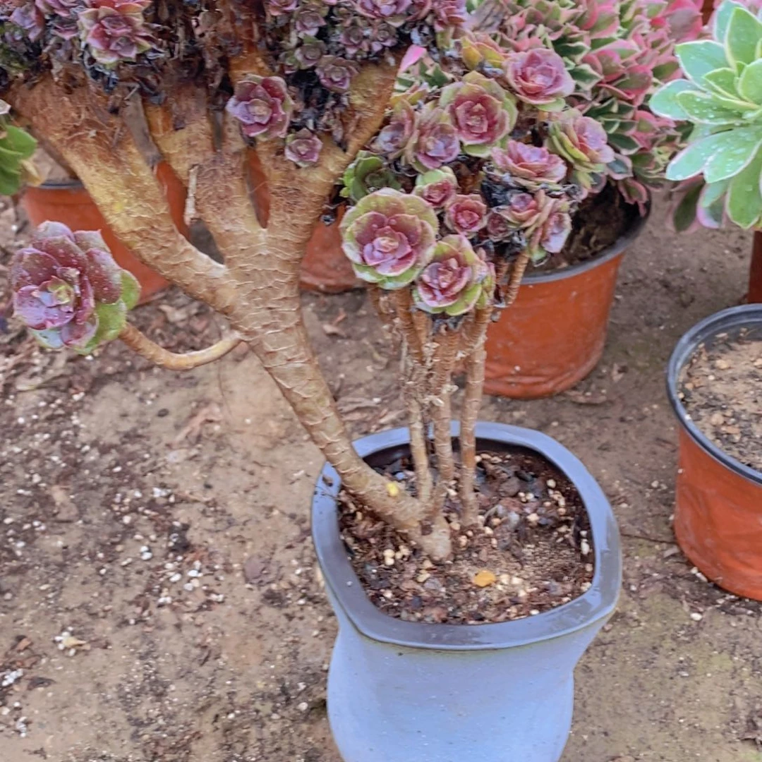 1132 号一物一拍多肉植物