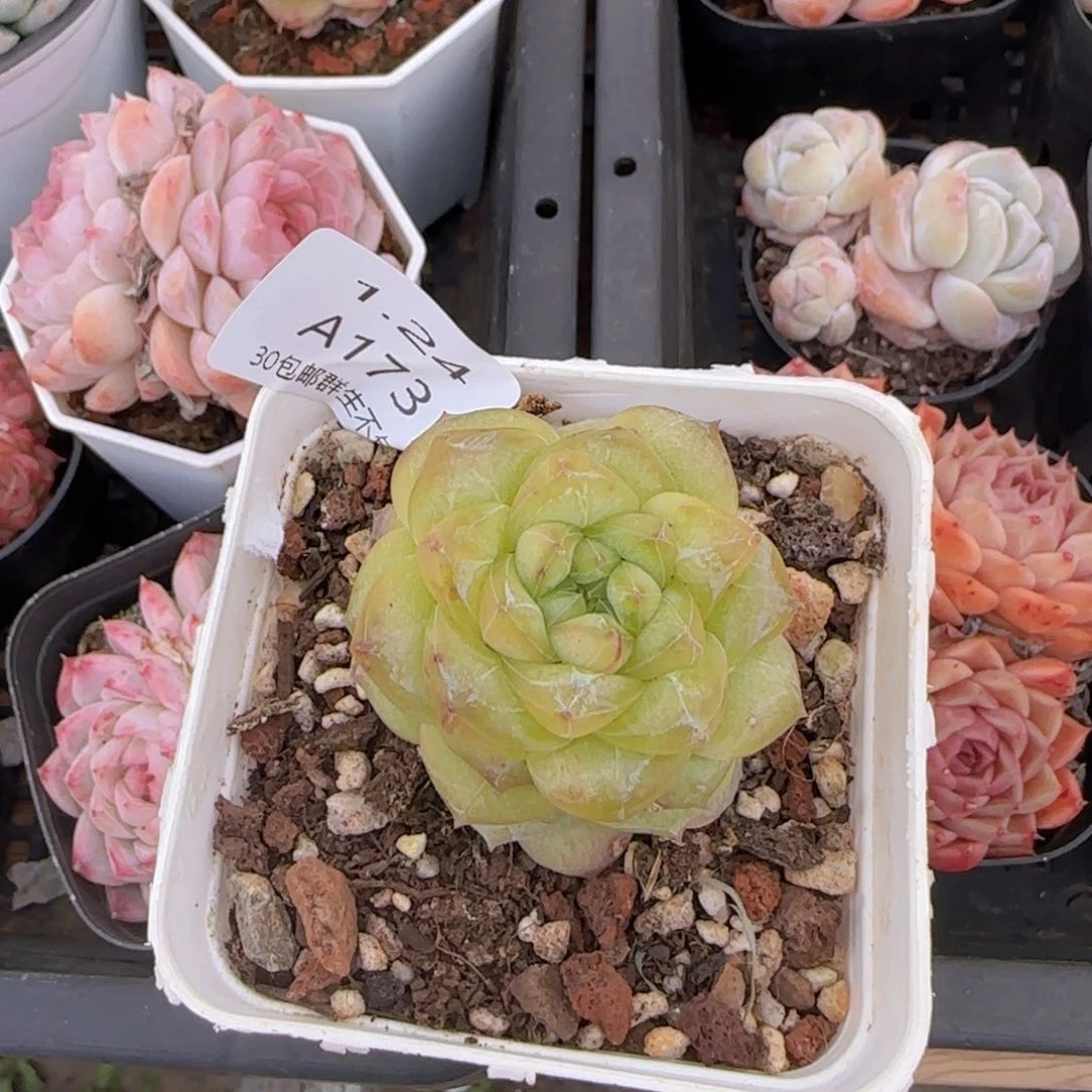 绿体粉钻单头一颗脱土