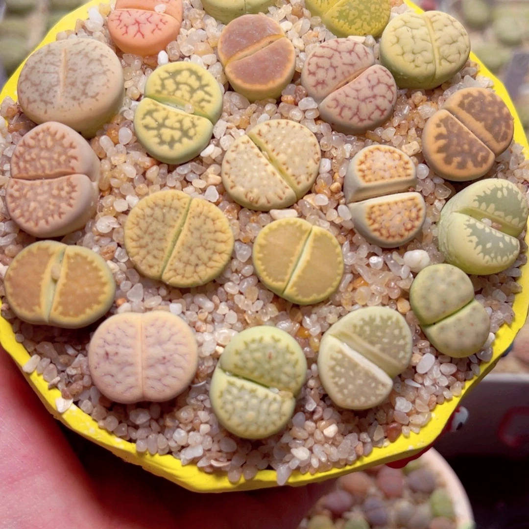 命***运328号带盆包邮发货